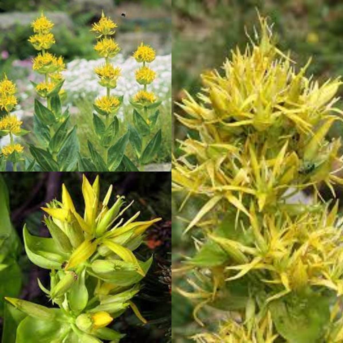 Yellow Gentian Flower seeds for Planting - Shade Tolerant, Heirloom & GMO Free Seeds for Home Garden