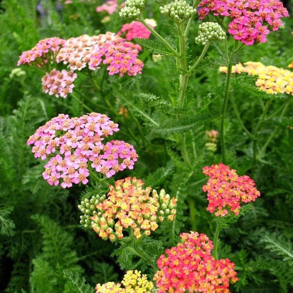 Mixed Yarrow Flower seeds for Planting Easy to Grow, Heirloom & GMO Free Seeds for Home Garden vegetable and garden seeds