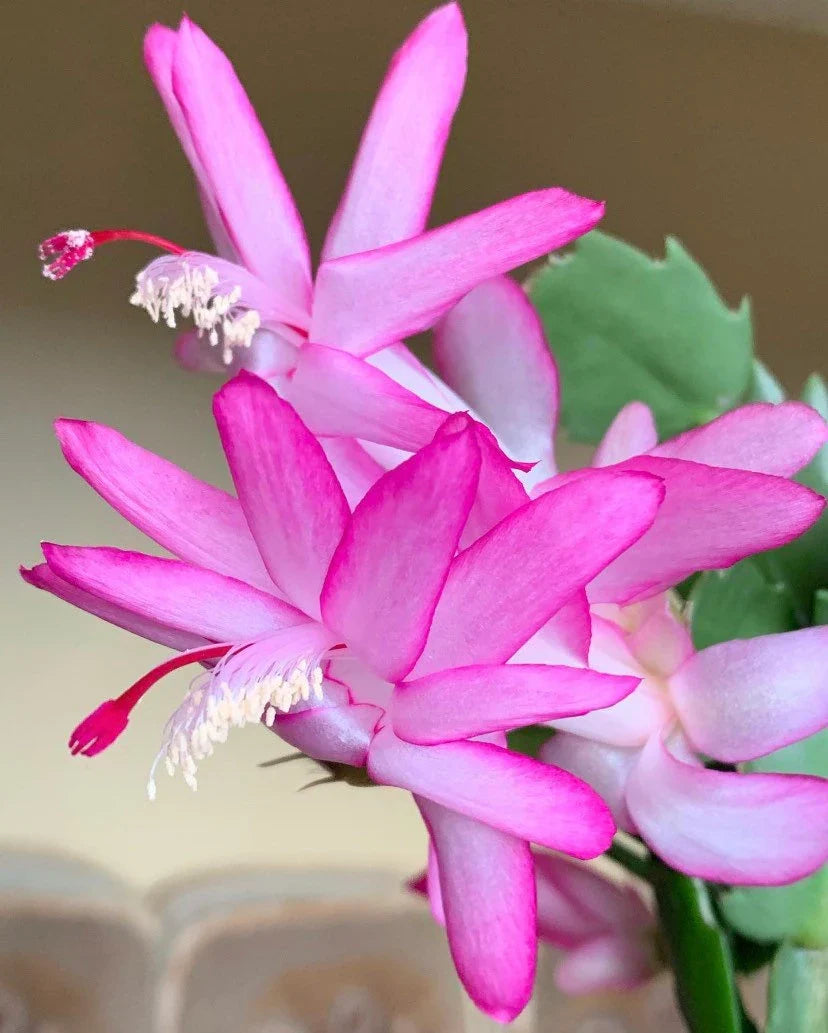 High quality White Pink Zygocactus Truncatus Flower seeds for Planting Long Bloom Season, Heirloom & GMO Free Seeds for Home Garden seeds pack