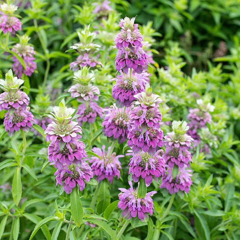 Premium Purple Lemon Bee Flower seeds for Planting Drought Tolerant, Heirloom & GMO Free Seeds for Home Garden seeds