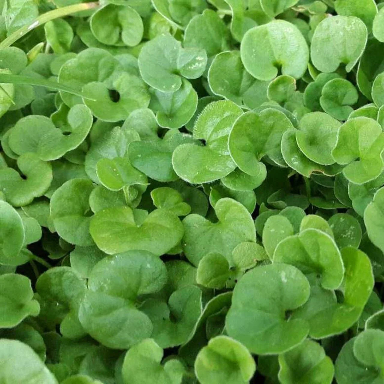 Premium Green Dichondra Repens Lawn Flower seeds for Planting Cut Flower Favorite, Heirloom & GMO Free Seeds for Home Garden seeds