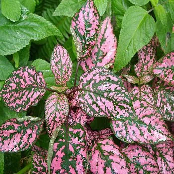Premium Red Hypoestes Flower seeds for Planting Long Bloom Season, Heirloom & GMO Free Seeds for Home Garden seeds
