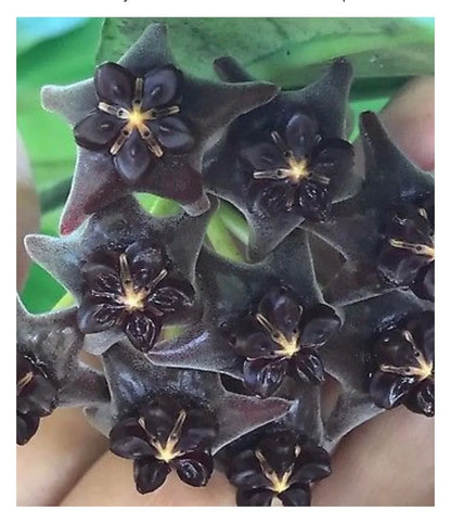 Black Hoya Flower seeds for Planting Vibrant Colors Heirloom & GMO Free Seeds for Home Garden