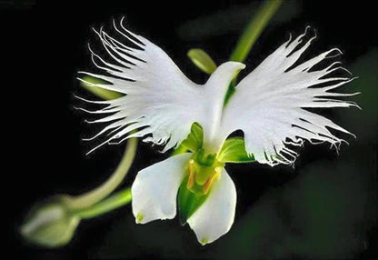 Dove Orchid Flower seeds for Planting Wildflower Mix Heirloom & GMO Free Seeds for Home Garden