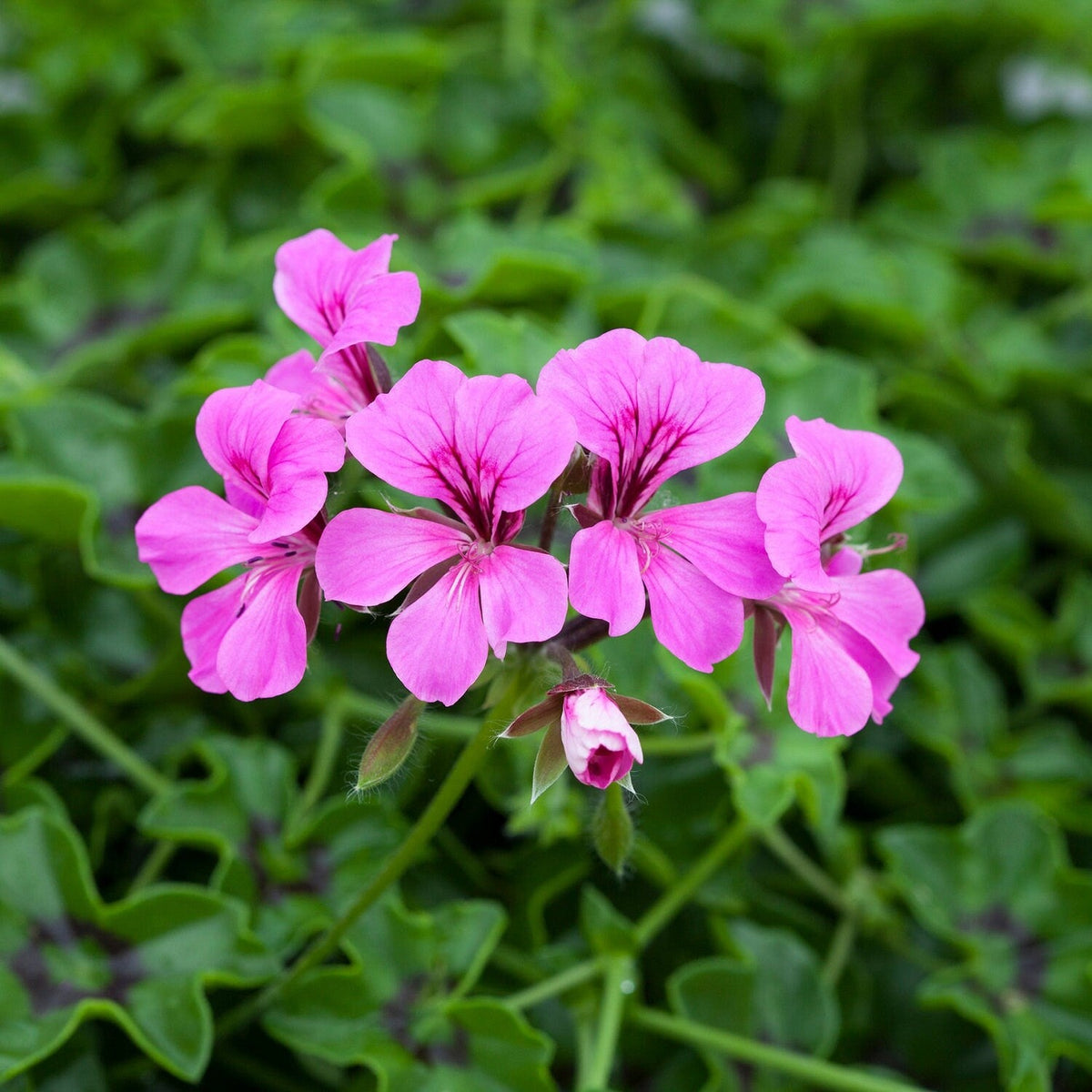 Purple Tornado Geranium Flower seeds for Planting Garden Favorite, Heirloom & GMO Free Seeds for Home Garden seeds for planting
