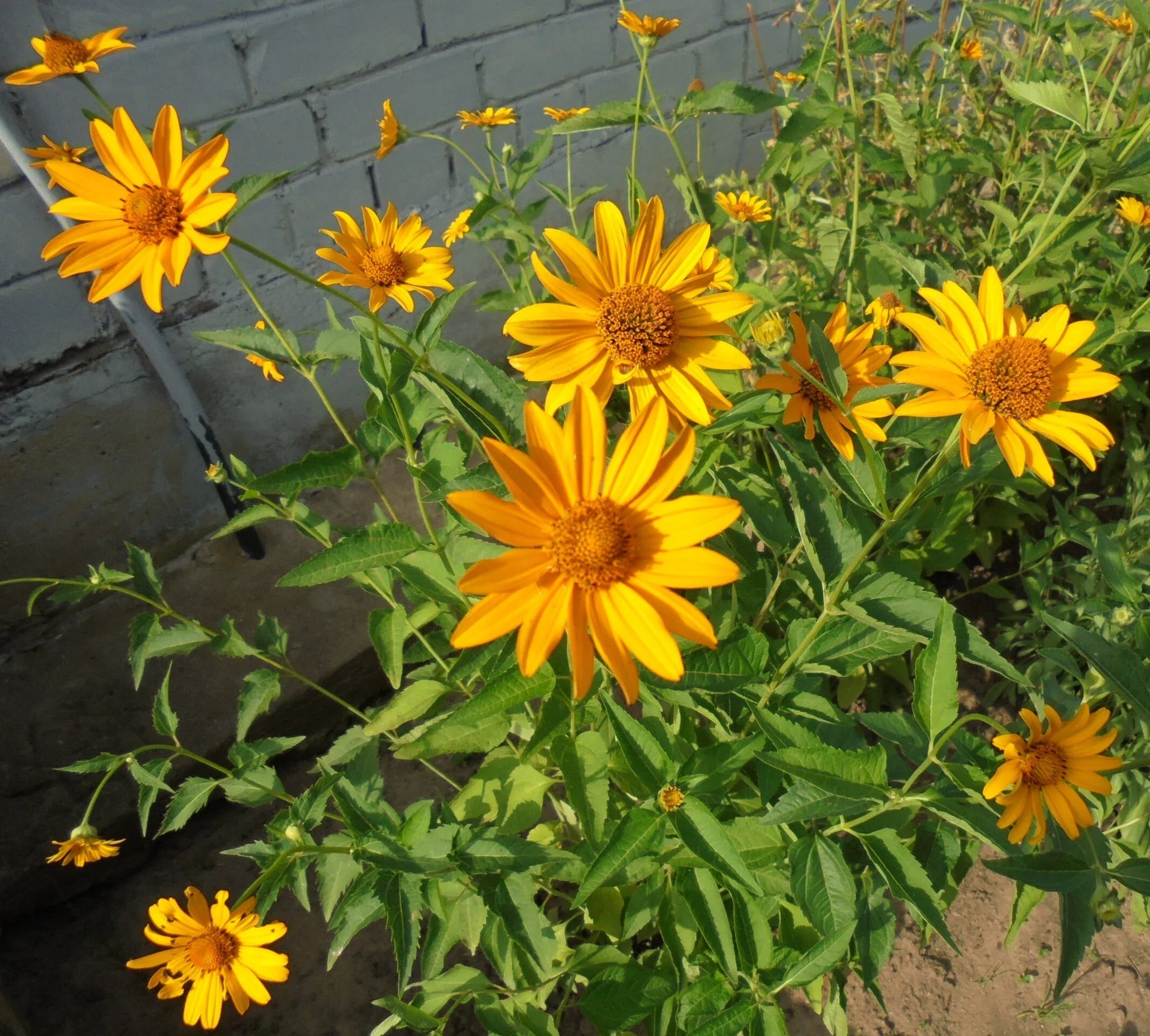 Tithonia Diversifolia Flower seeds for Planting Garden Favorite, Heirloom & GMO Free Seeds for Home Garden vegetable and garden seeds