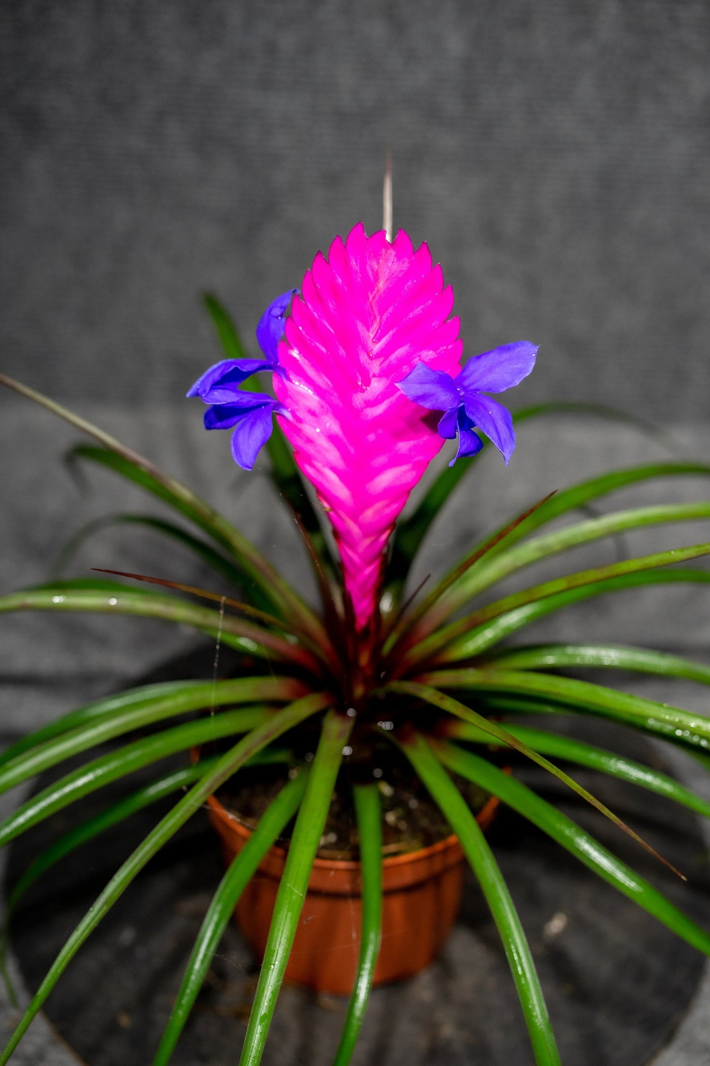 Tillandsia Cyanea Flower seeds for Planting Long Bloom Season Heirloom & GMO Free Seeds for Home Garden