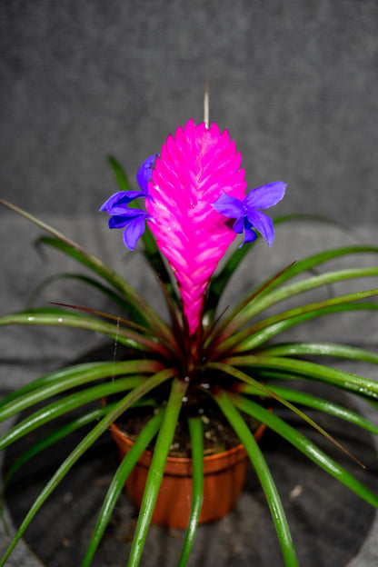 Tillandsia Cyanea Flower seeds for Planting Long Bloom Season Heirloom & GMO Free Seeds for Home Garden