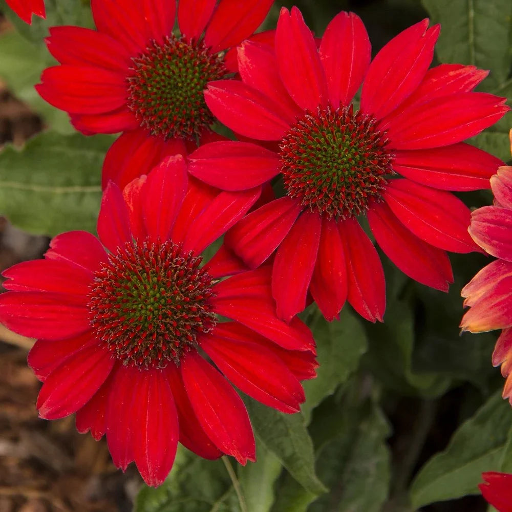 Premium Red SunFlower seeds for Planting Vibrant Colors, Heirloom & GMO Free Seeds for Home Garden seeds