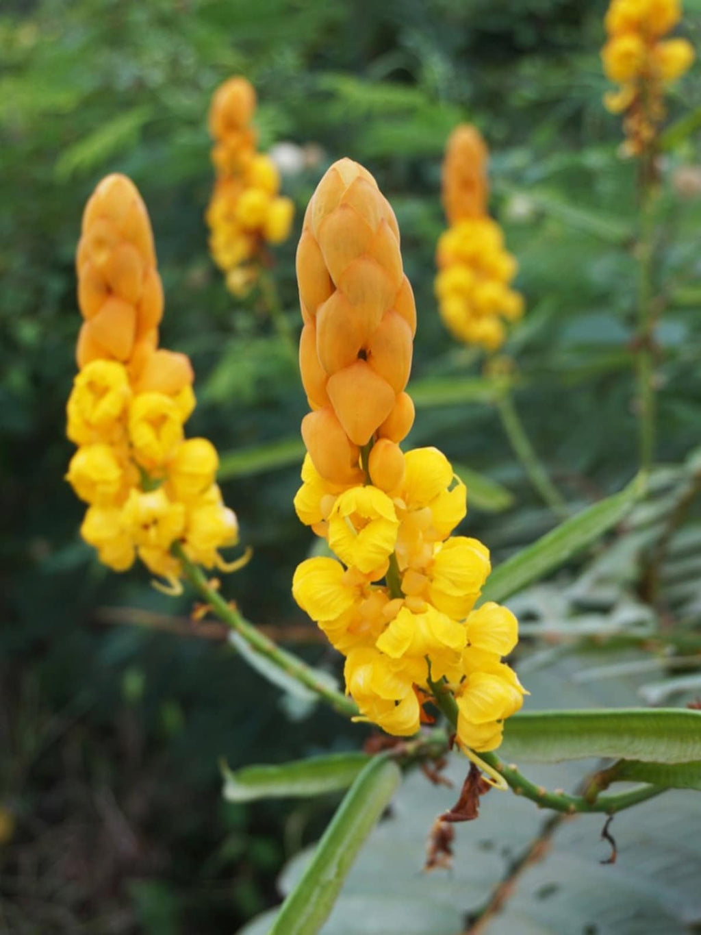 Yellow Cassia Candlestick Flower seeds for Planting Cottage Garden Essential, Heirloom & GMO Free Seeds for Home Garden seeds for planting
