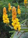 Yellow Cassia Candlestick Flower seeds for Planting Cottage Garden Essential, Heirloom & GMO Free Seeds for Home Garden seeds for planting