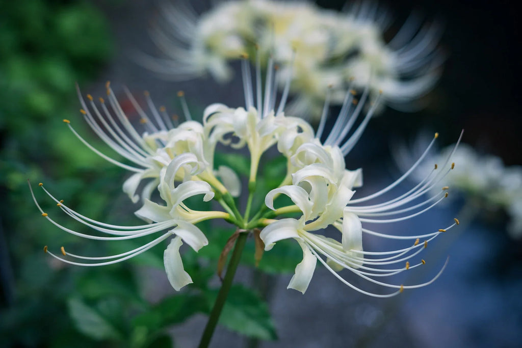 Premium White Lycoris Flower seeds for Planting Cut Flower Favorite, Heirloom & GMO Free Seeds for Home Garden seeds