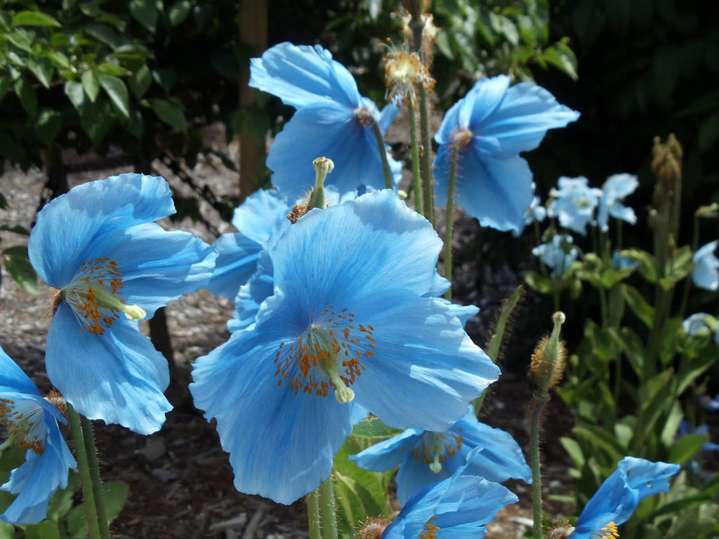 Meconopsis Flower seeds for Planting Vibrant Colors, Heirloom & GMO Free Seeds for Home Garden vegetable and garden seeds
