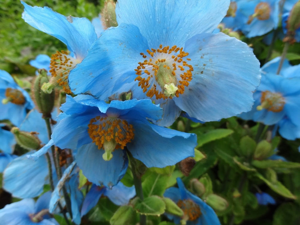 Premium Meconopsis Flower seeds for Planting Vibrant Colors, Heirloom & GMO Free Seeds for Home Garden seeds