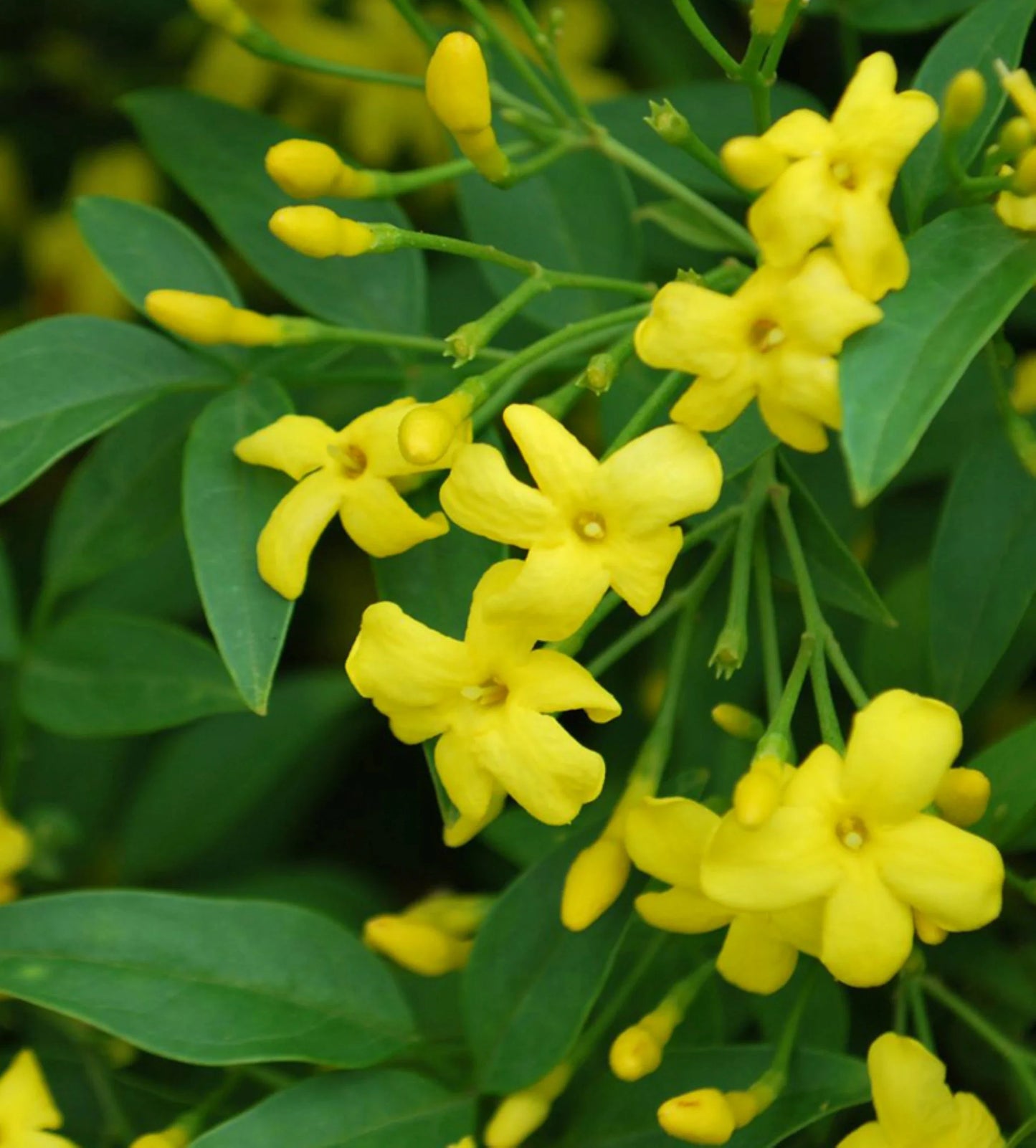 Yellow Jasminum Sambac Flower Seeds for Planting, Heirloom Non-GMO Organic Garden Seeds