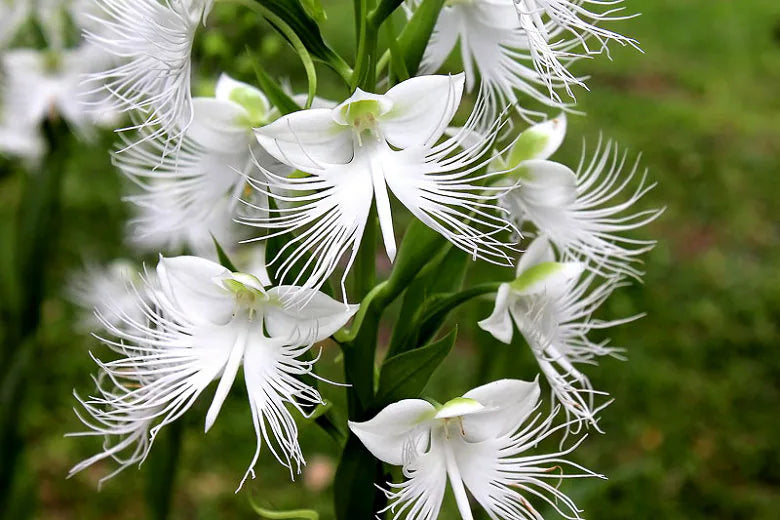 High quality Japanese Radiata Flower seeds for Planting Easy to Grow, Heirloom & GMO Free Seeds for Home Garden seeds pack
