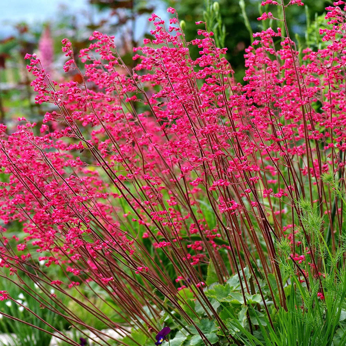 Coral Bells Heuchera Flower seeds for Planting - Wildflower Mix, Heirloom & GMO Free Seeds for Home Garden