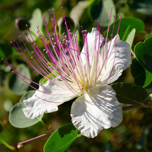 Premium Capparis Flower seeds for Planting Pollinator Friendly, Heirloom & GMO Free Seeds for Home Garden seeds