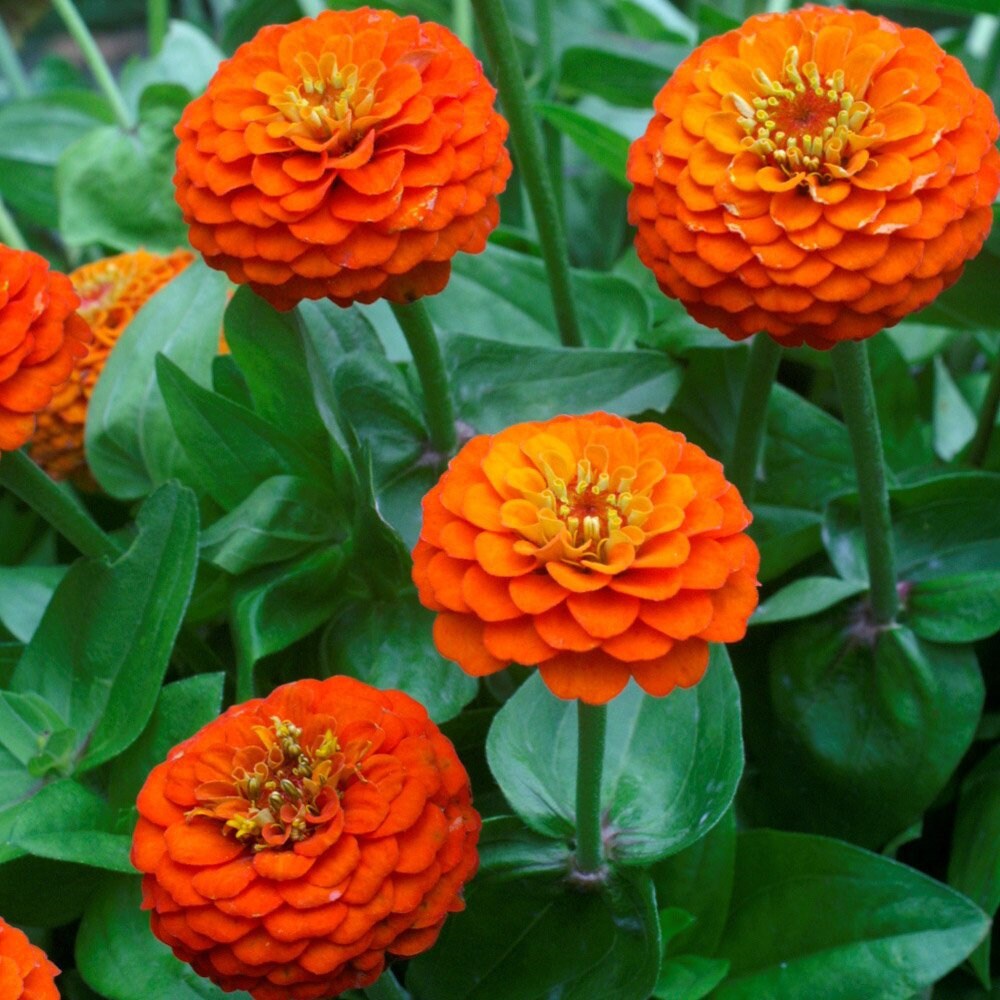 Premium Orange Anthemoides Flower seeds for Planting Colorful Display, Heirloom & GMO Free Seeds for Home Garden seeds