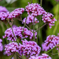 Lavender Vervain Flower seeds for Planting Perfect for Borders, Heirloom & GMO Free Seeds for Home Garden seeds for planting