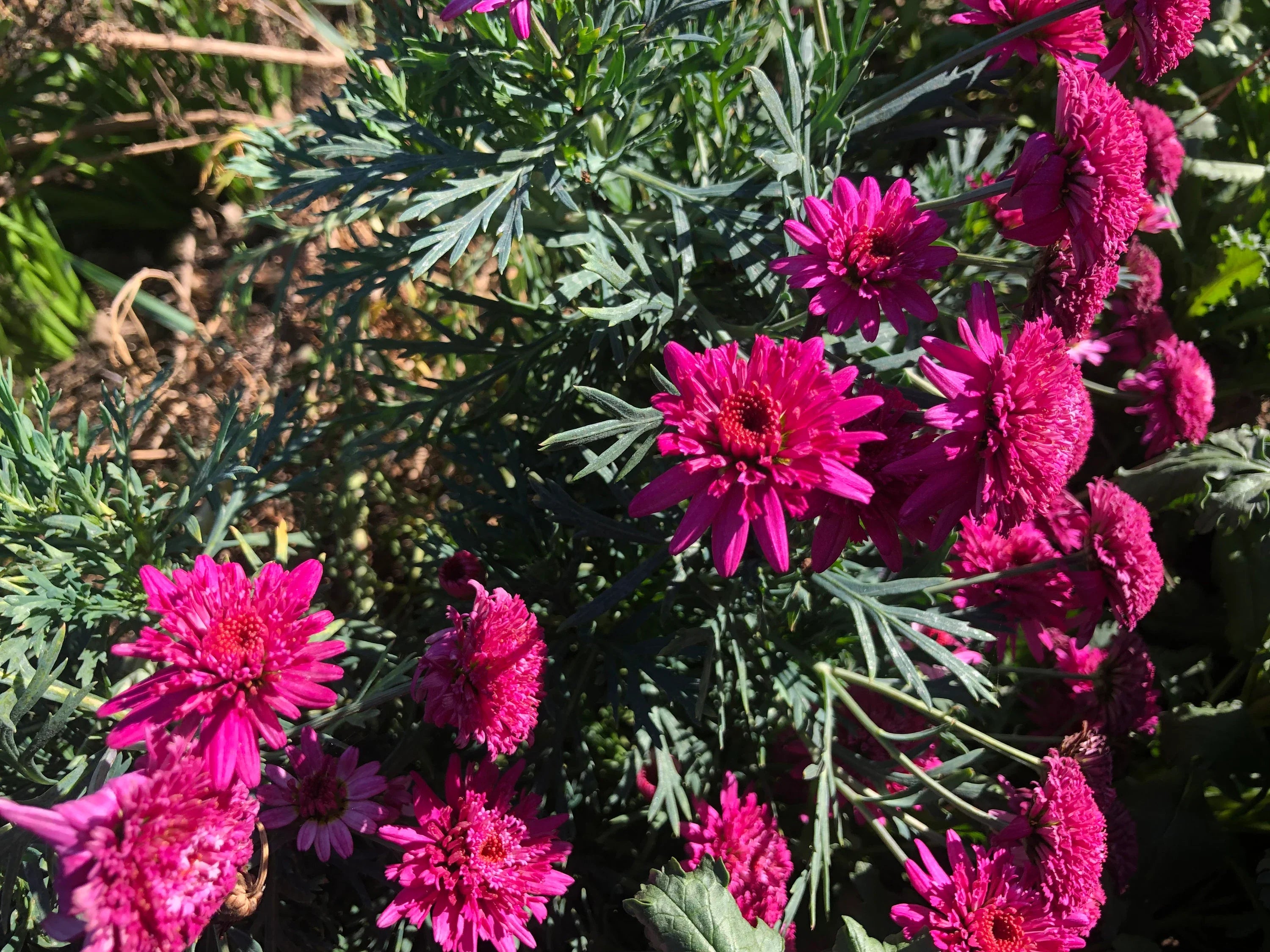 Premium Heirloom Pink Argyranthemum Flower seeds for Planting Hardy Variety, Heirloom & GMO Free Seeds for Home Garden seeds