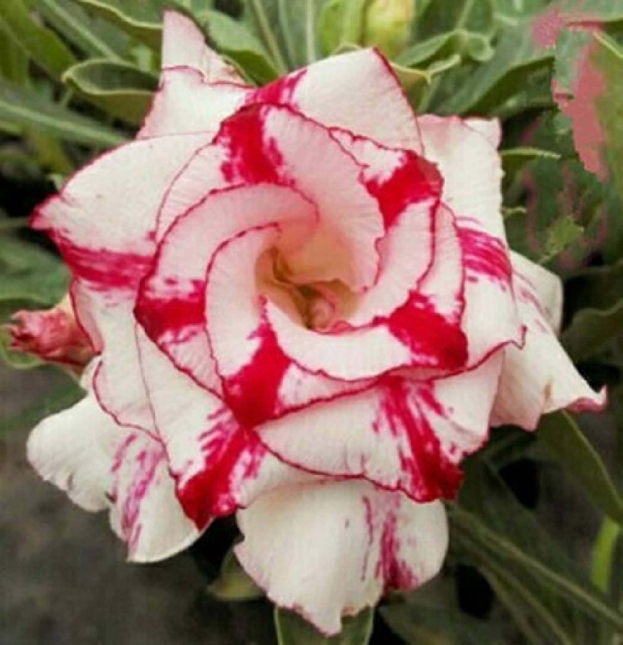 Premium Pink White Adenium Obesum Flower seeds for Planting Vibrant Colors, Heirloom & GMO Free Seeds for Home Garden seeds