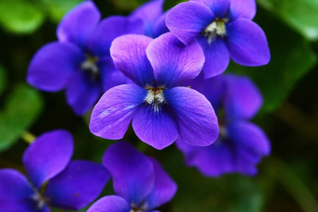 African Violet Delosperma Flower seeds for Planting Hardy Variety, Heirloom & GMO Free Seeds for Home Garden vegetable and garden seeds