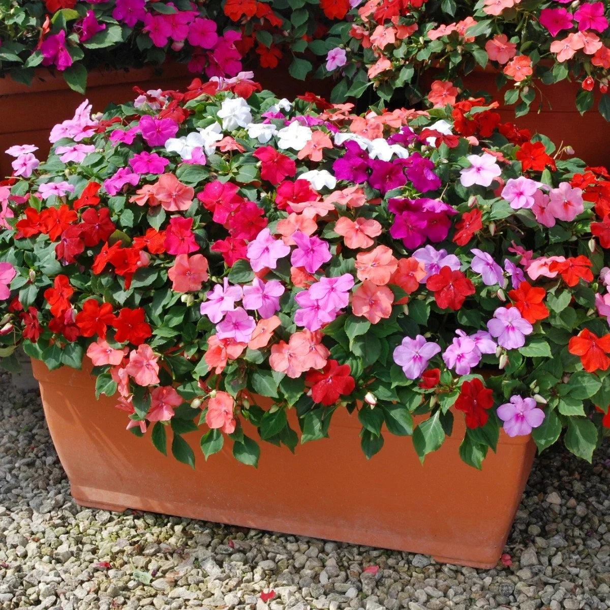 Lizzie Flower seeds for Planting Wildflower Mix, Heirloom & GMO Free Seeds for Home Garden seeds for planting