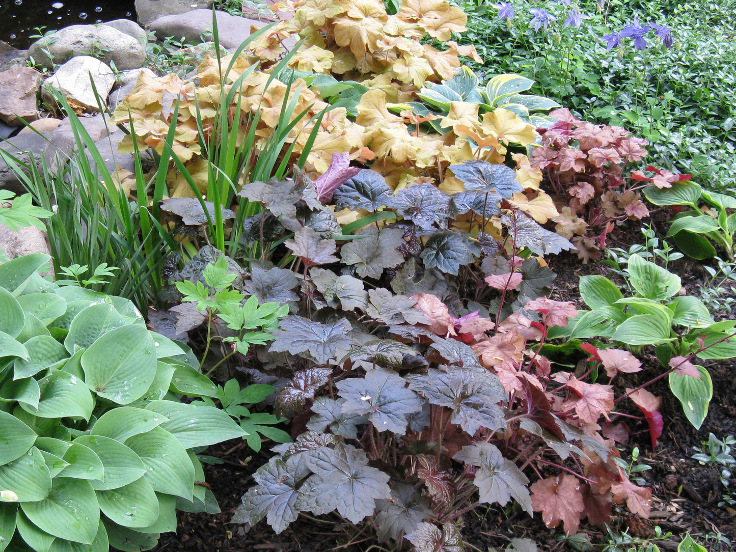 Mixed Heuchera Coral Flower seeds for Planting Perfect for Borders Heirloom & GMO Free Seeds for Home Garden