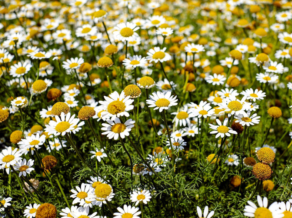 Premium Chamaemelum Flower seeds for Planting Pollinator Friendly, Heirloom & GMO Free Seeds for Home Garden seeds