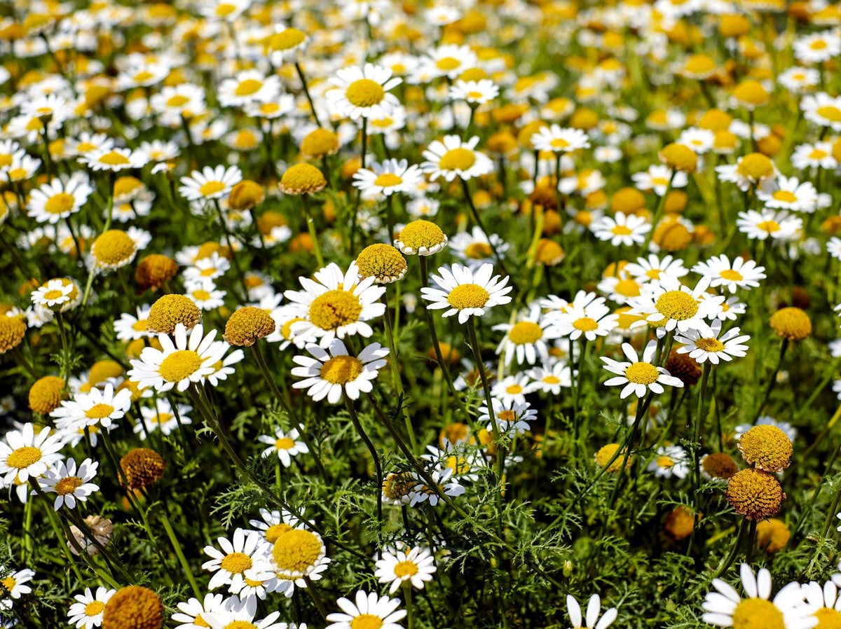 Premium Chamaemelum Flower seeds for Planting Pollinator Friendly, Heirloom & GMO Free Seeds for Home Garden seeds