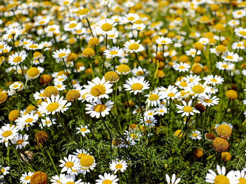 Premium Chamaemelum Flower seeds for Planting Pollinator Friendly, Heirloom & GMO Free Seeds for Home Garden seeds
