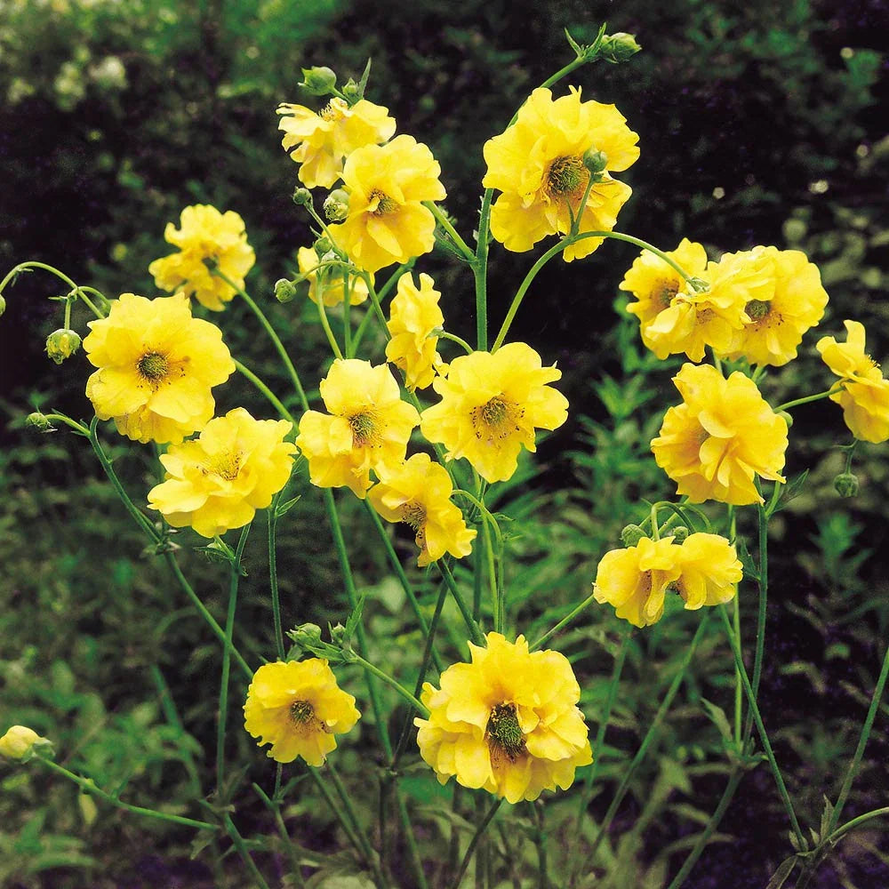 Premium Lady Stratheden Flower seeds for Planting Premium Quality Heirloom & GMO Free Seeds for Home Garden seeds