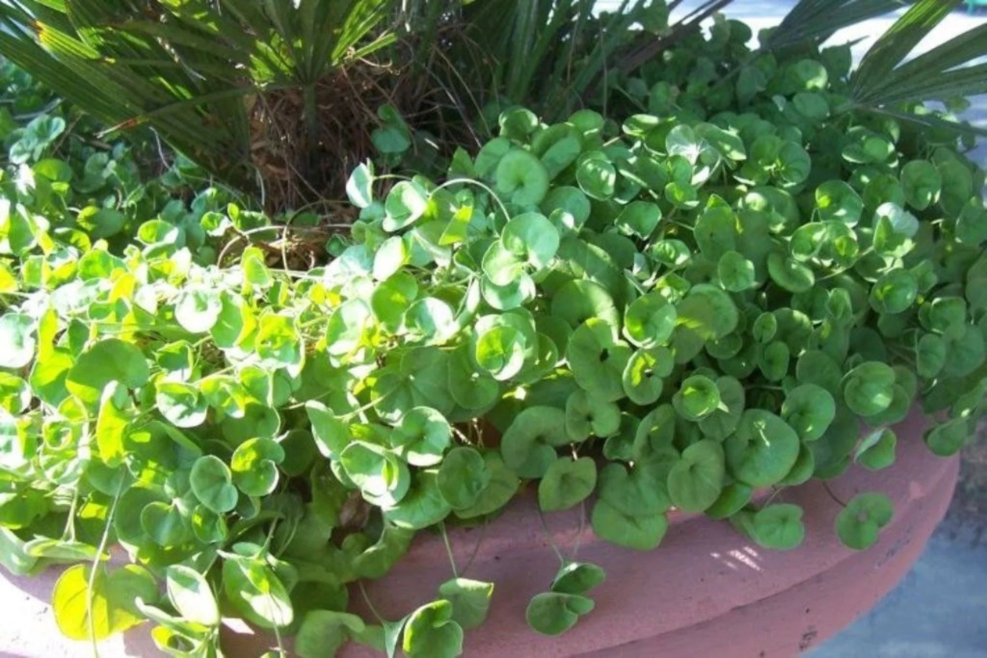 Green Dichondra Repens Lawn Flower seeds for Planting Cut Flower Favorite, Heirloom & GMO Free Seeds for Home Garden vegetable and garden seeds