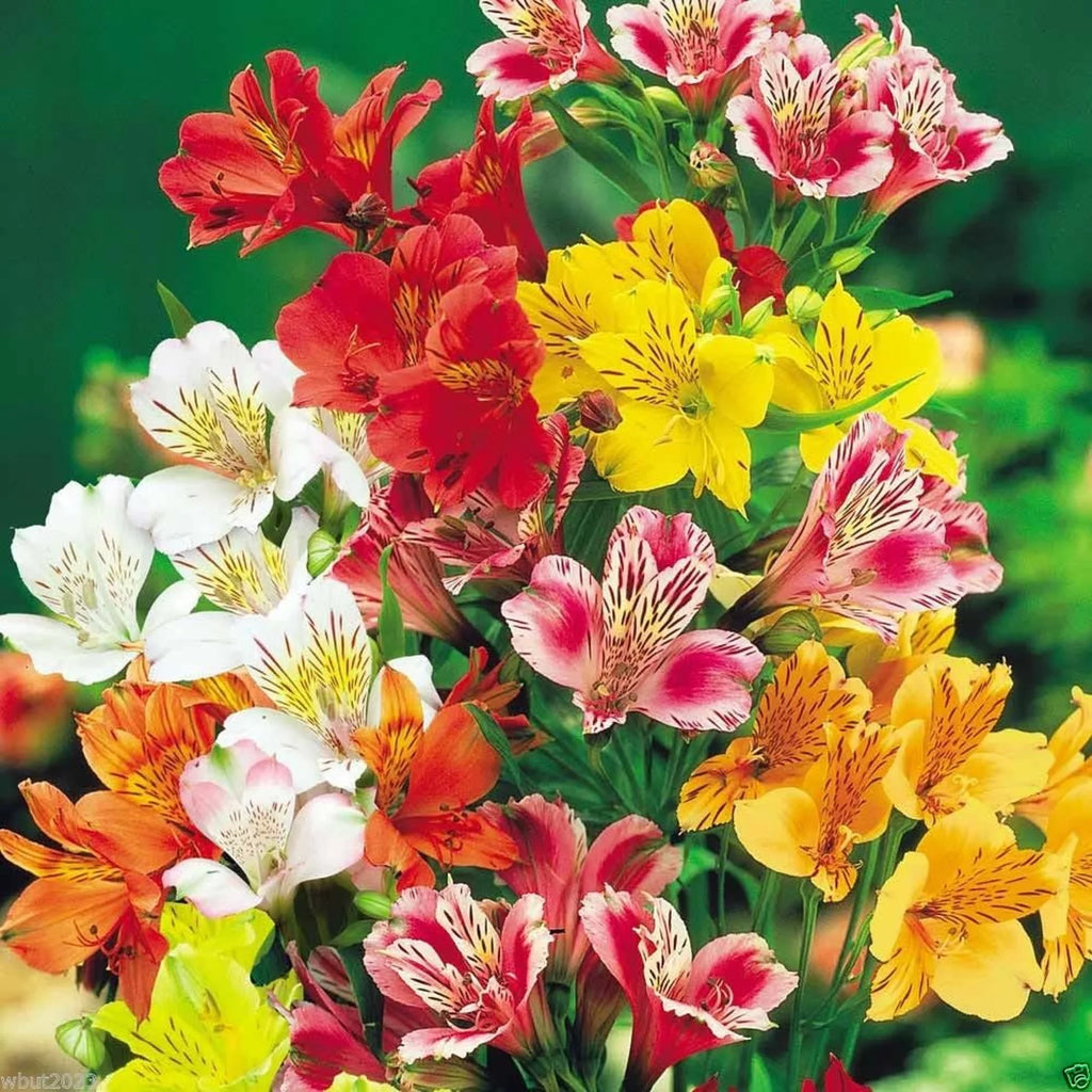 Premium Alstroemeria Aurantiaca Flower seeds for Planting Garden Favorite, Heirloom & GMO Free Seeds for Home Garden seeds