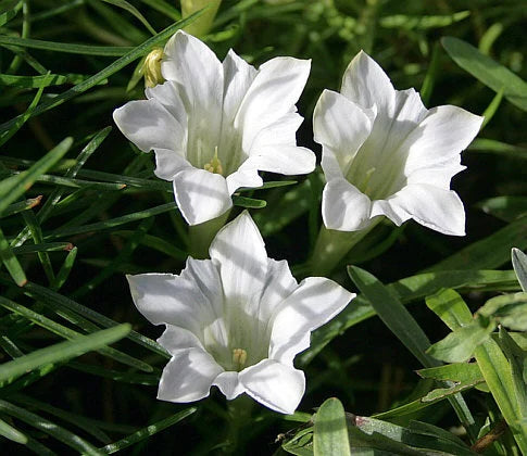 White Gentian Flower seeds for Planting Easy to Grow Heirloom & GMO Free Seeds for Home Garden