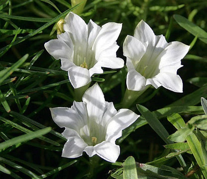 White Gentian Flower seeds for Planting Easy to Grow Heirloom & GMO Free Seeds for Home Garden
