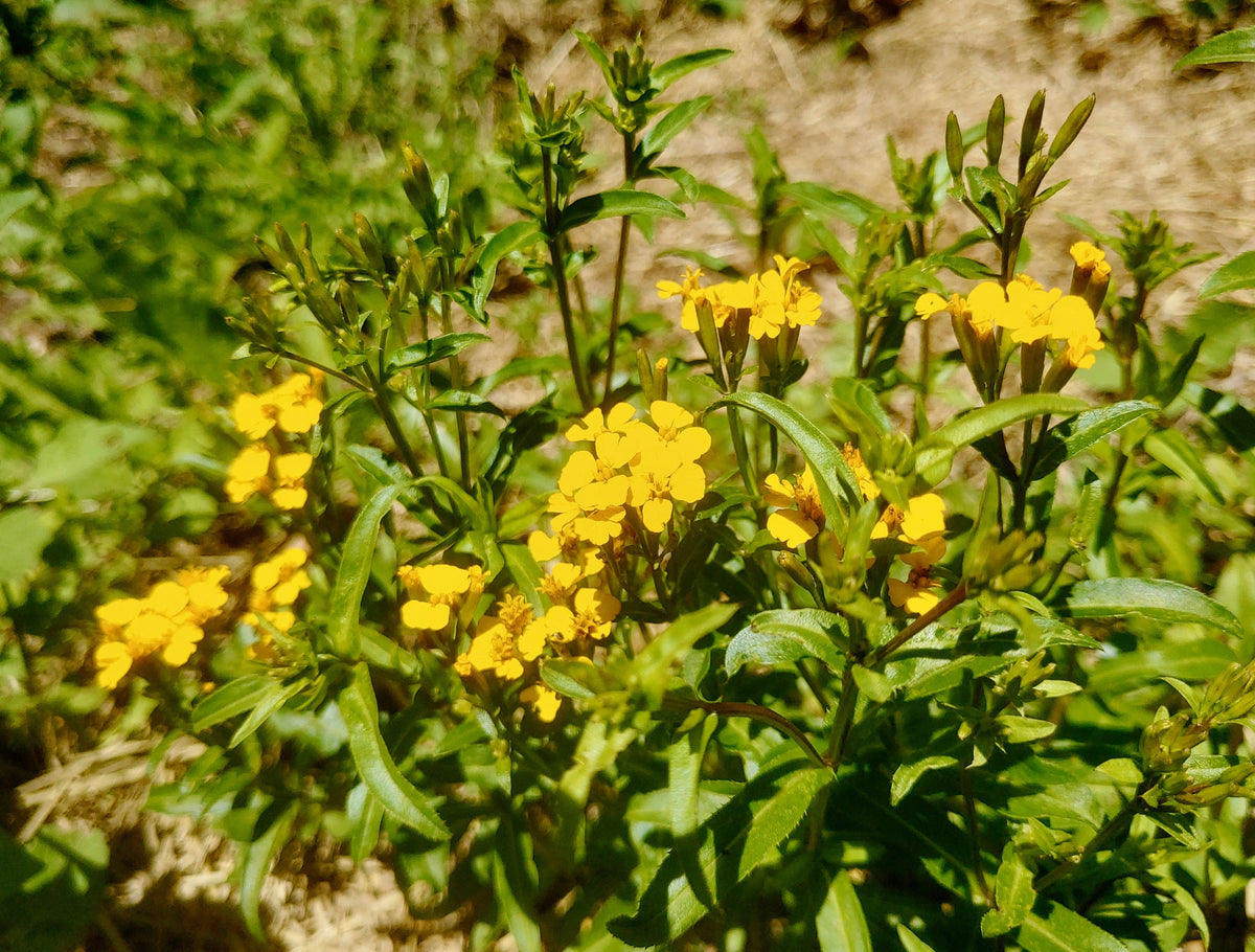Tagetes Lucida Flower seeds for Planting Cut Flower Favorite, Heirloom & GMO Free Seeds for Home Garden seeds for planting