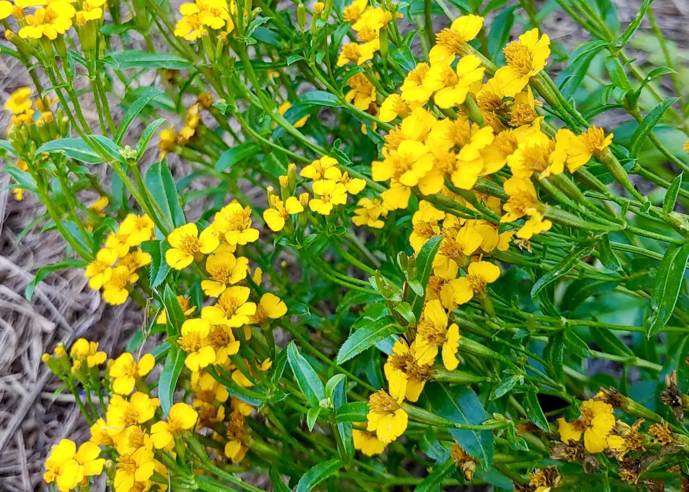Tagetes Lucida Flower seeds for Planting Cut Flower Favorite, Heirloom & GMO Free Seeds for Home Garden vegetable and garden seeds