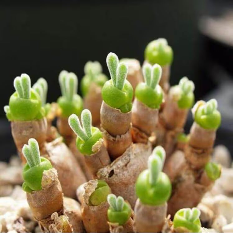 Rabbit Ears Succulent Flower seeds for Planting - Colorful Display, Heirloom & GMO Free Seeds for Home Garden