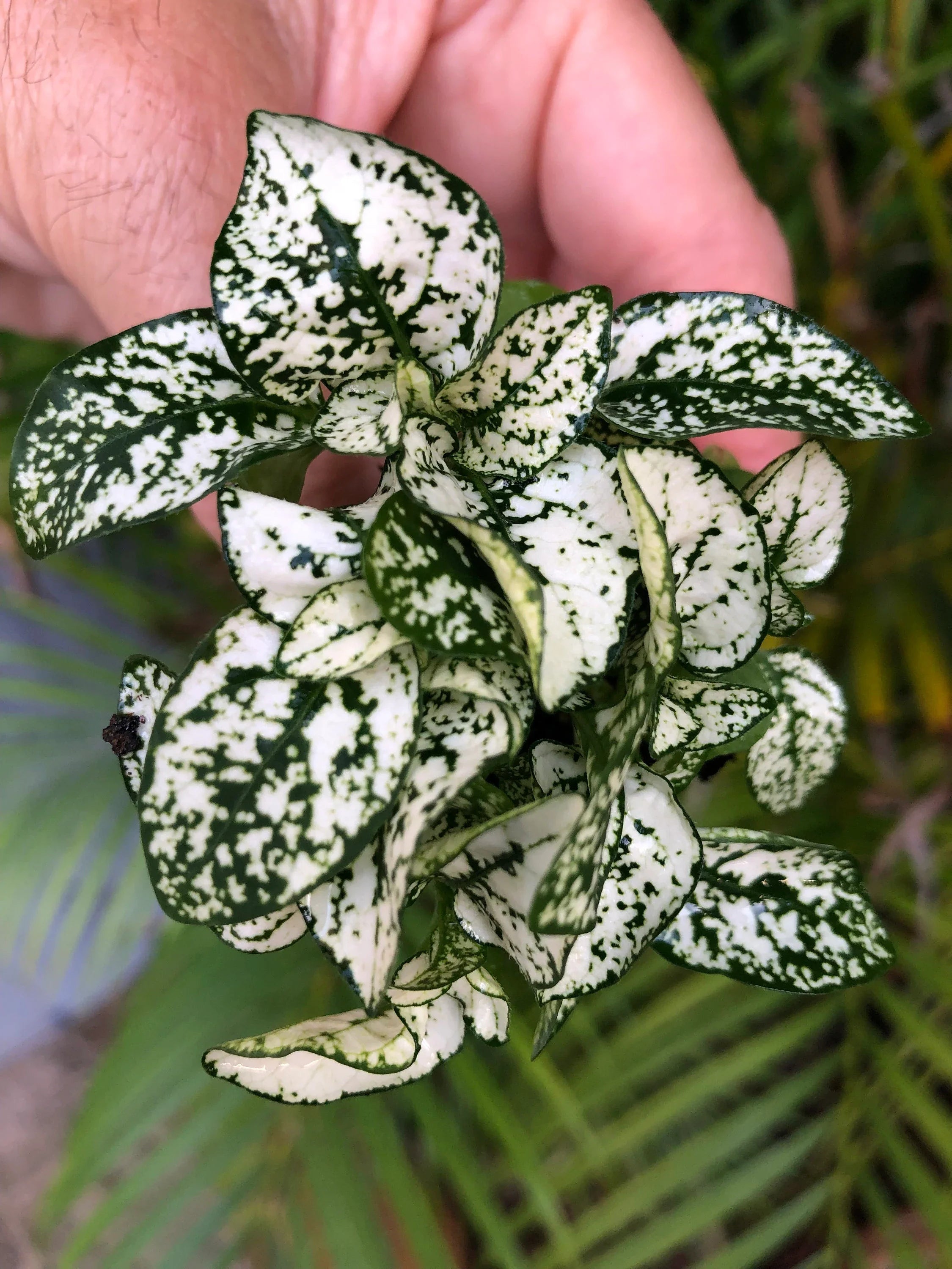 White Green Hypoestes Polka Flower seeds for Planting Wildflower Mix, Heirloom & GMO Free Seeds for Home Garden vegetable and garden seeds