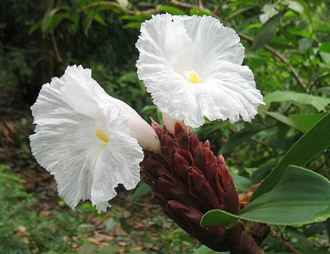 Heirloom Costus Barbatus Flower seeds for Planting Shade Tolerant Heirloom & GMO Free Seeds for Home Garden