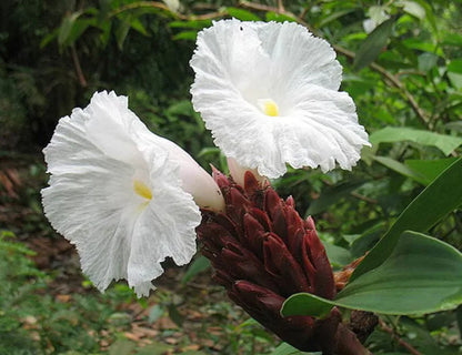 Heirloom Costus Barbatus Flower seeds for Planting Shade Tolerant Heirloom & GMO Free Seeds for Home Garden