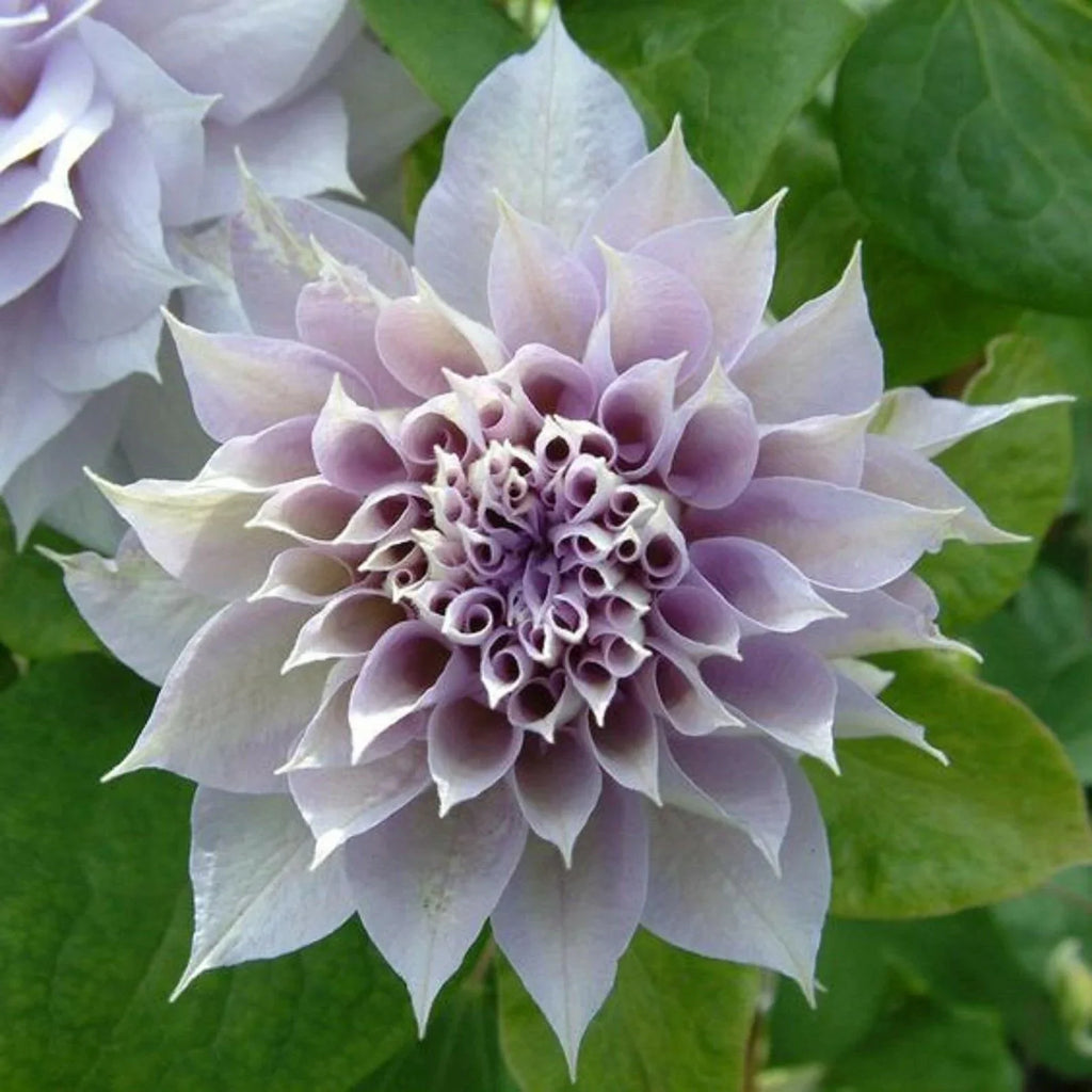 Clematis White Purple Flower seeds for Planting Low Maintenance, Heirloom & GMO Free Seeds for Home Garden vegetable and garden seeds
