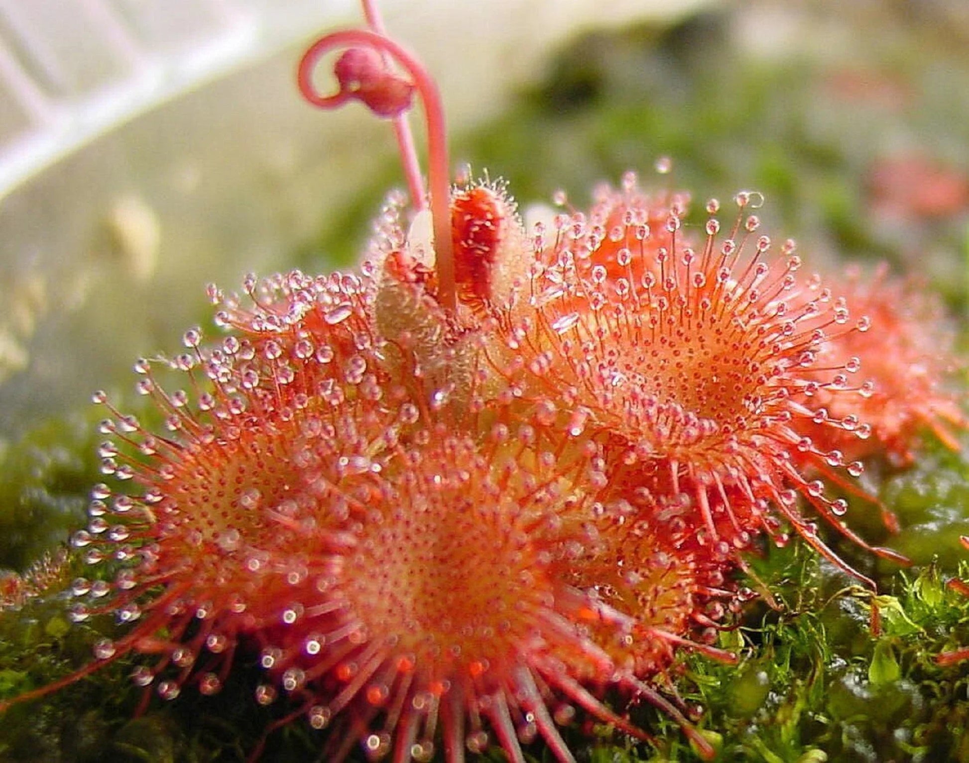 Bonsai Sundew Plant Seeds For Multi-Colour Planting