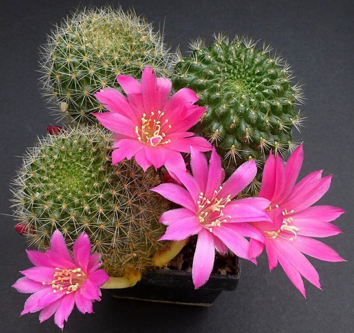 Pink Rebutia Violaciflora Flower seeds for Planting Cottage Garden Essential, Heirloom & GMO Free Seeds for Home Garden seeds for planting