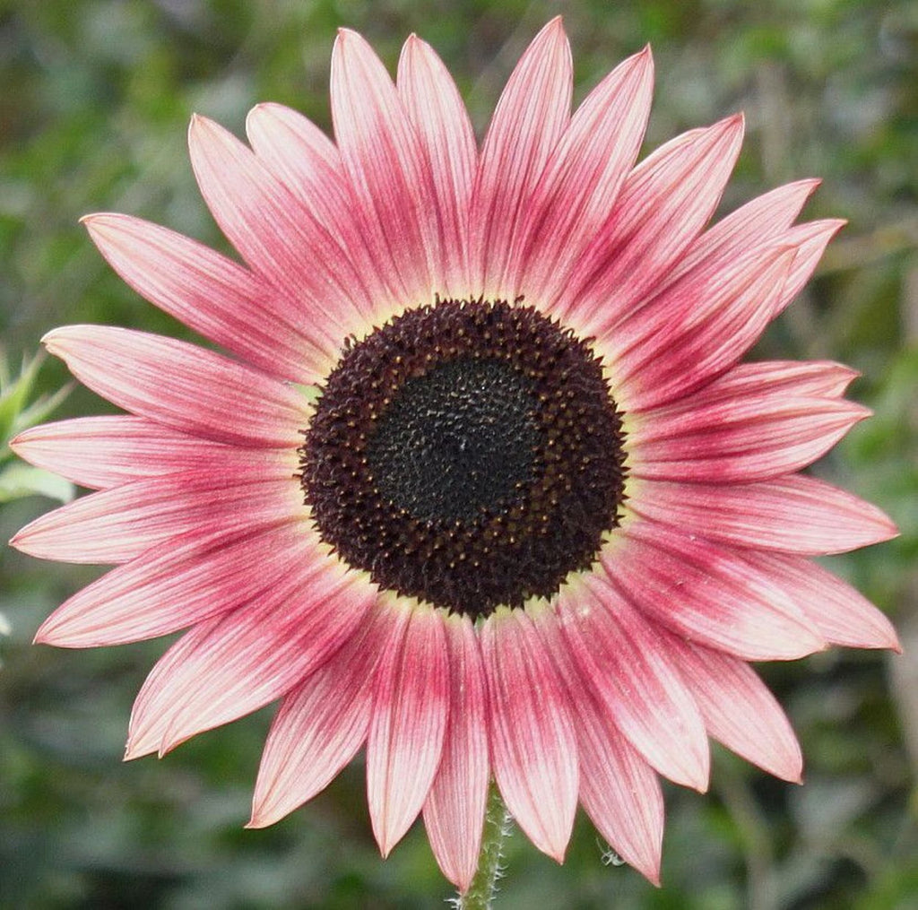 Pink Sunflower Flower seeds for Planting Perfect for Borders, Heirloom & GMO Free Seeds for Home Garden vegetable and garden seeds