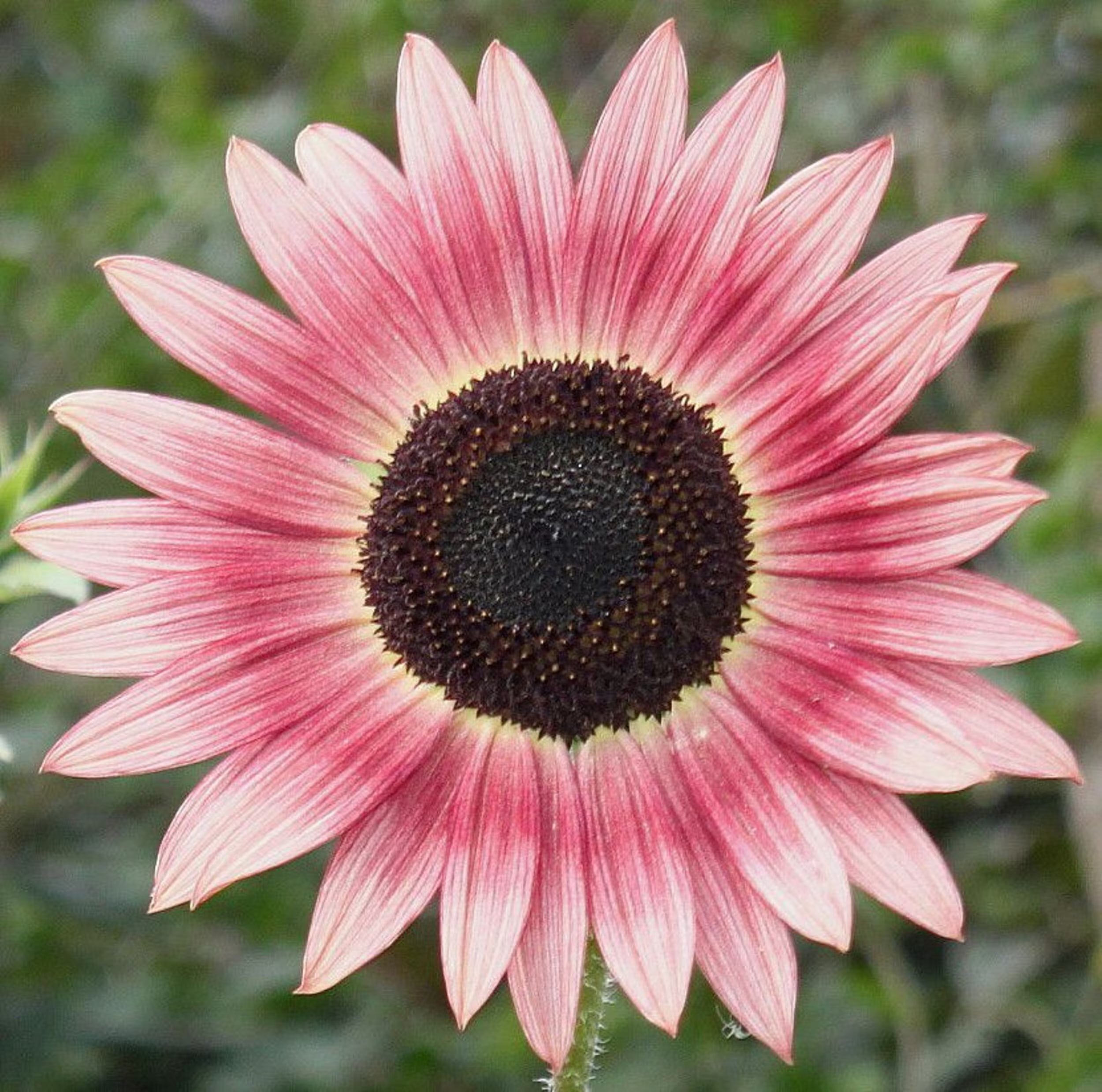 Pink Sunflower Flower seeds for Planting Perfect for Borders, Heirloom & GMO Free Seeds for Home Garden vegetable and garden seeds