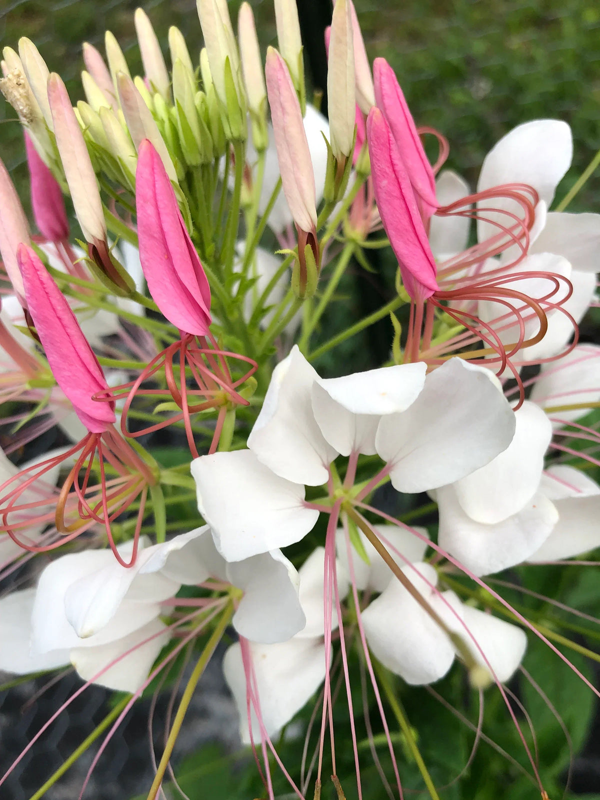 Heirloom Cleome Flower seeds for Planting Pollinator Friendly Heirloom & GMO Free Seeds for Home Garden