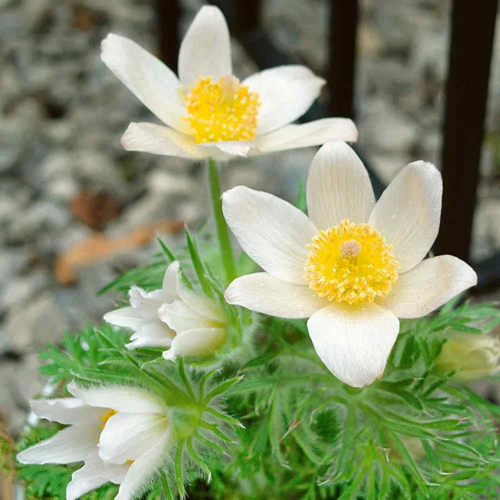 Pasque Flower seeds for Planting Garden Favorite Heirloom & GMO Free Seeds for Home Garden